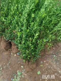 冠幅50厘米大叶黄杨球