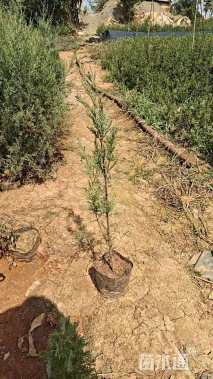 高度80厘米西藏柏木