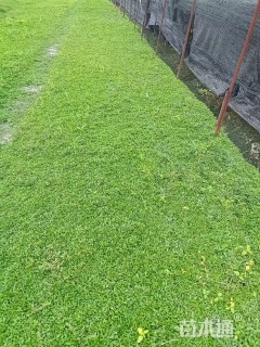 草卷状草皮