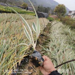 高度20厘米山管兰