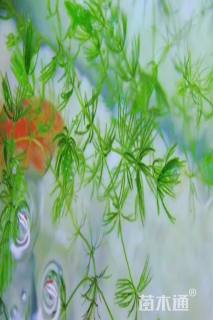 高度50厘米金鱼藻