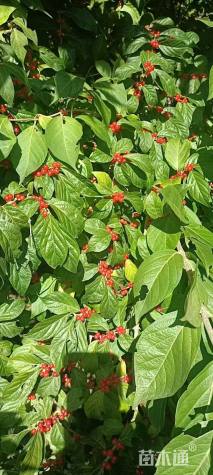 高度150厘米红花忍冬