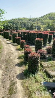 高度240厘米红叶石楠柱