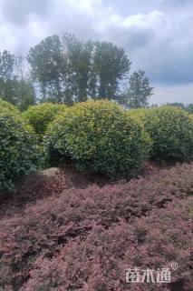 冠幅250厘米红叶石楠球