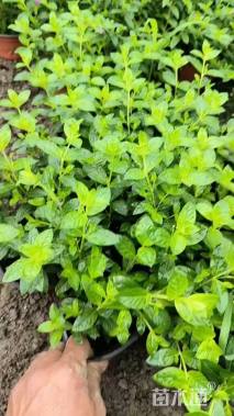 高度20厘米满天星