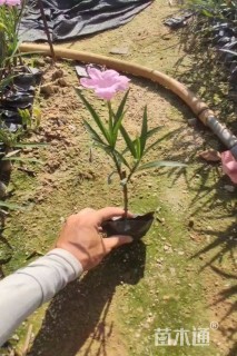 高度25厘米翠芦莉