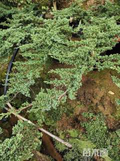 高度50厘米铺地柏