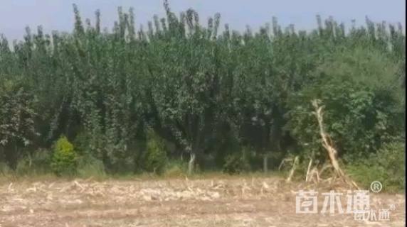 10公分红梅