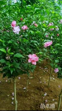 高度80厘米木槿