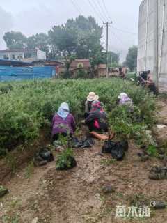 高度65.厘米沙棘