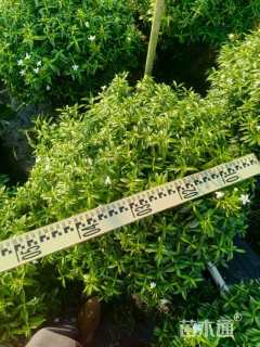 高度50厘米珍珠狗牙花