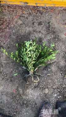 高度35厘米小叶栀子