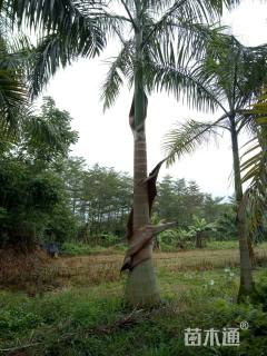 裸干高400厘米大王椰子