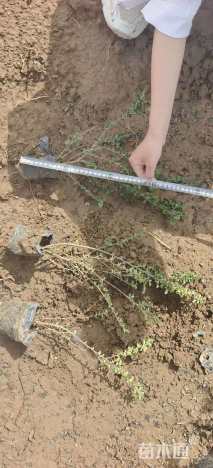 高度30厘米平枝栒子