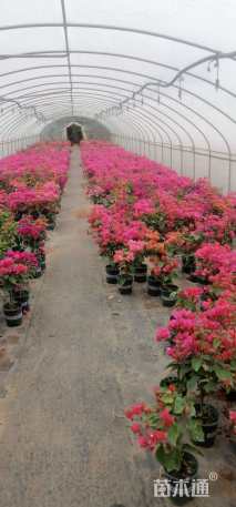 高度30厘米三角梅