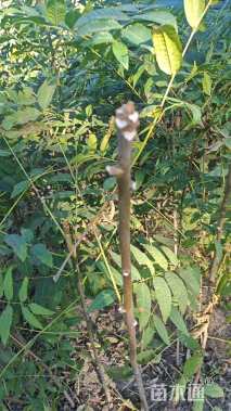 0.5公分红油香椿