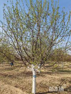 14公分道格海棠