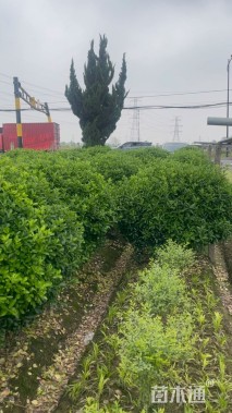 冠幅180厘米大叶黄杨球