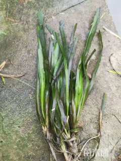 高度10厘米苦草