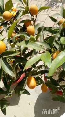 高度30厘米金桔