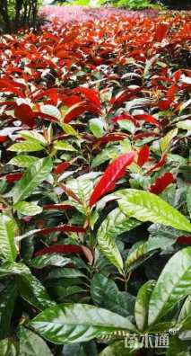 高度10厘米红背桂