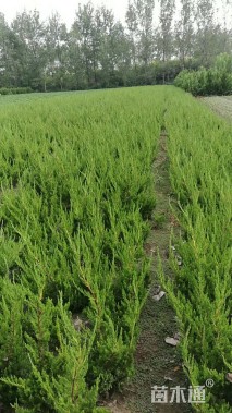 高度60厘米龙柏