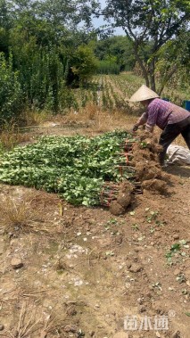 高度35厘米北海道黄杨