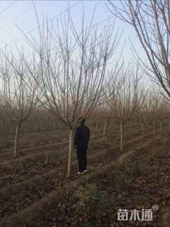 10公分日本晚樱