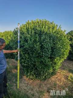 冠幅120厘米大叶黄杨球