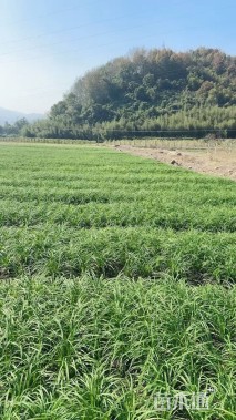 高度40厘米萱草