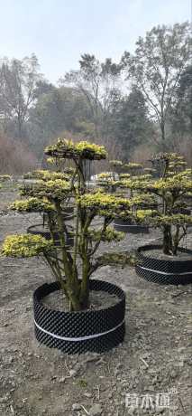 10公分造型金禾女贞