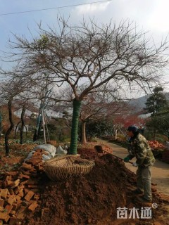 高度380厘米羽毛枫