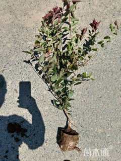 高度55厘米密枝红叶李