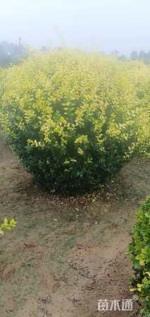 冠幅180厘米金叶女贞球