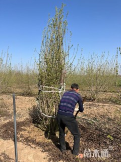 高度500厘米丛生茶条槭