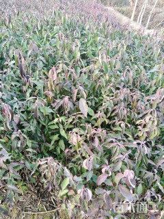 0.5公分香港四照花