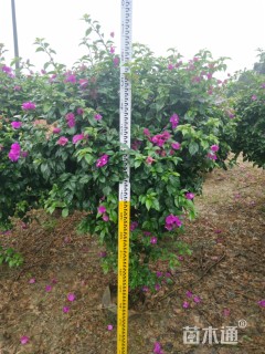 冠幅140厘米三角梅球