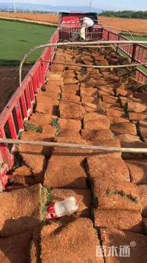 草块状百慕大草