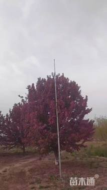 15公分绚丽海棠