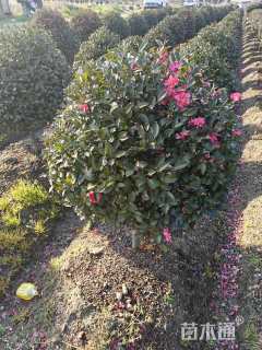 高度25厘米毛鹃
