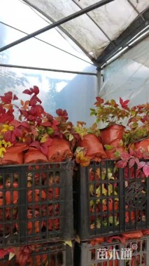 高度10厘米姬岩垂草