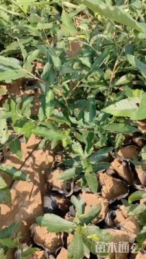 高度80厘米核桃小苗