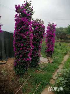 高度200厘米三角梅柱子