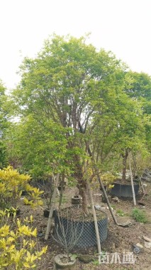 高度250厘米嘉宝果