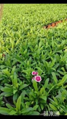 高度25厘米常夏石竹