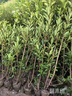 高度240厘米法国冬青