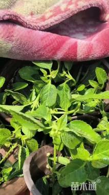 高度20厘米马缨丹