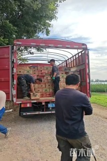 高度30厘米羽衣甘蓝