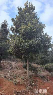 12公分金丝楠木