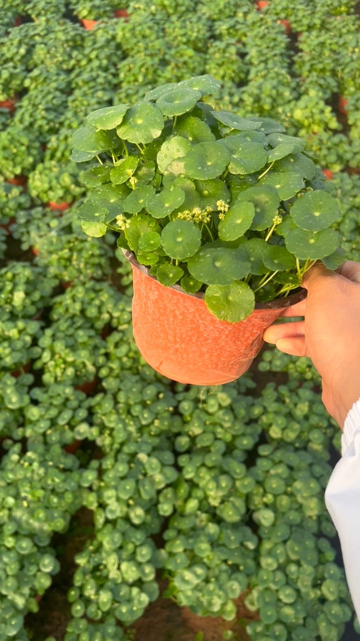 高度15厘米铜钱草